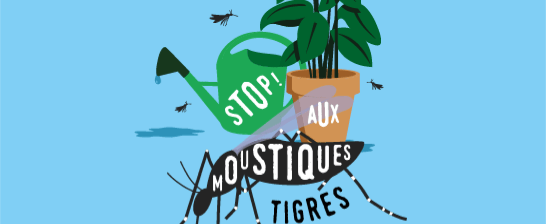 Tout savoir sur le moustique tigre