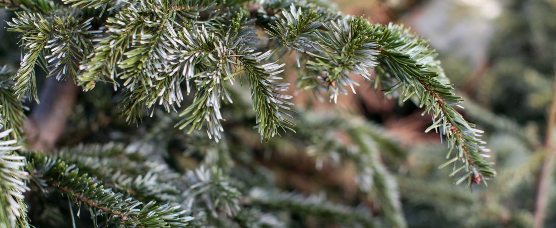 Recyclons nos sapins