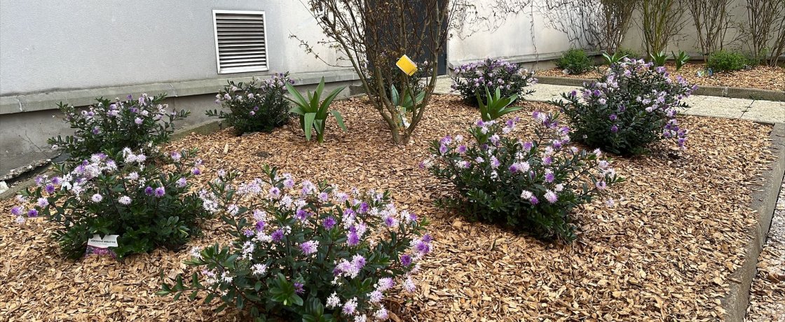 Aidez la biodiversité urbaine en contribuant au Spipoll !